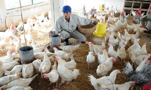 Sanctions in the veterinary sector have not been matched with the behavior