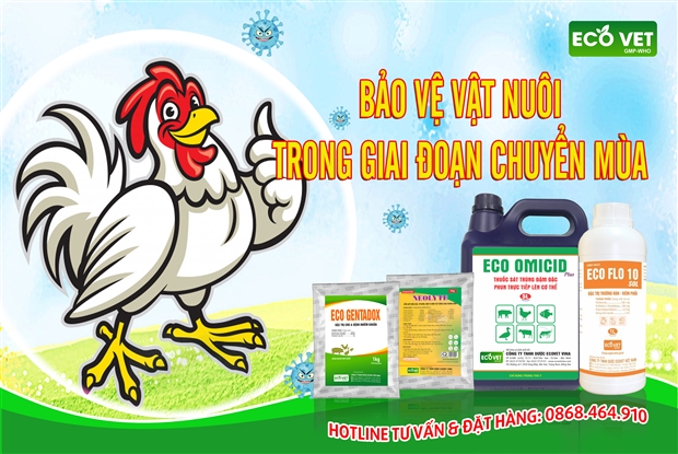 CÙNG ECOVET VINA - BẢO VỆ ĐÀN GÀ CỦA BẠN TRONG GIAI ĐOẠN CHUYỂN MÙA