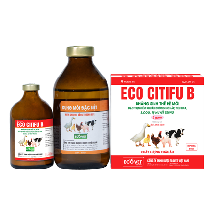 ECO CITIFU B - Đặc trị nhiễm khuẩn đường hô hấp.