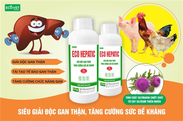 ECO HEPATIC - Sản phẩm Siêu Giải Độc Gan Thận, Tăng Cường Sức Đề Kháng cho đàn vật nuôi