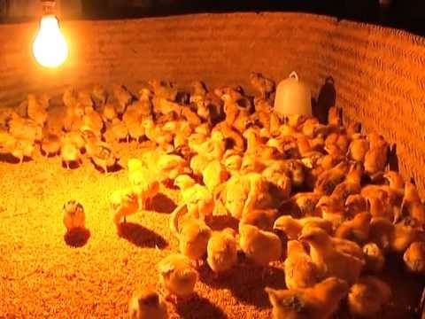 ÚM GÀ LÀ CHUYỆN NHỎ