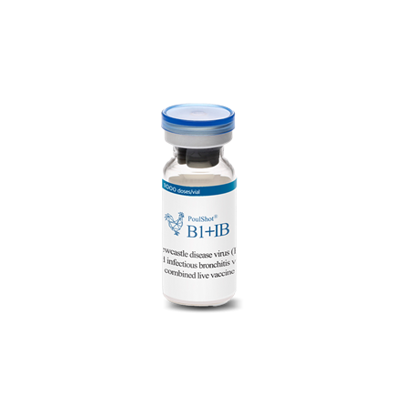 PoulShot B1+IB -  Phòng bệnh dịch tả ( ND) và Viêm phế quản truyền nhiễm ( IB) trên gà